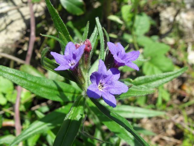 Buglossoides purpurocaerulea (L.) Johnston